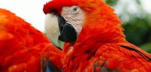 wide sargasso sea:   postcolonial reading (part one)