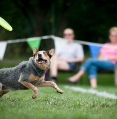 Dog enjoying frisbee