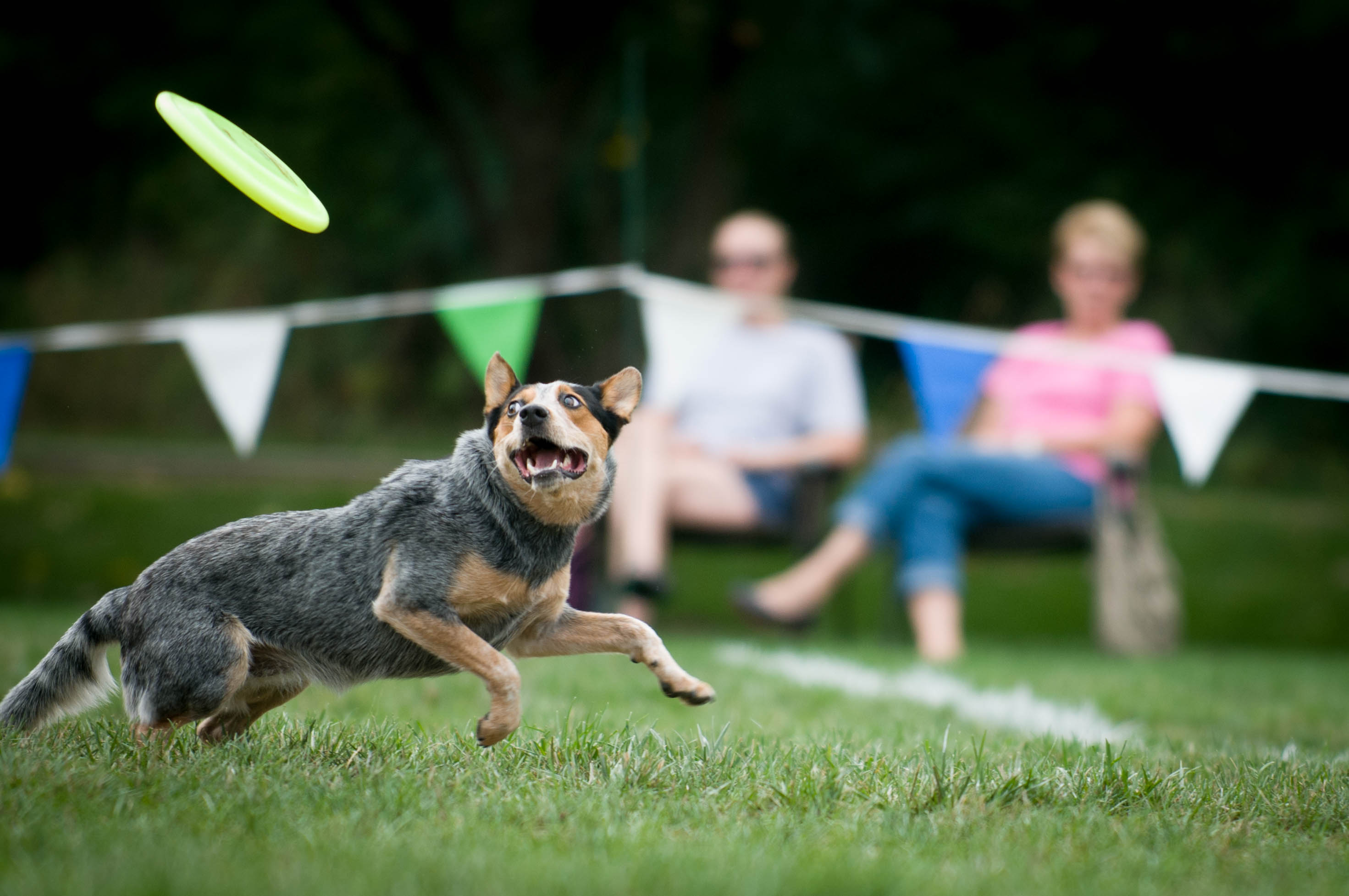 Dog enjoying frisbee